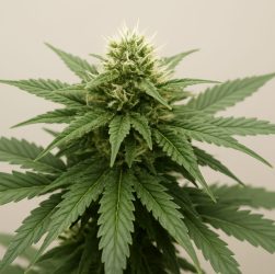 Close-up of a mature cannabis plant with green leaves and a bud