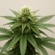 Close-up of a mature cannabis plant with green leaves and a bud