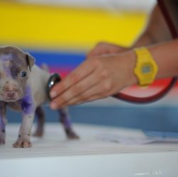 Dog, puppy, canine — Prepare for Medical School with a Bachelor of Biomedical Science