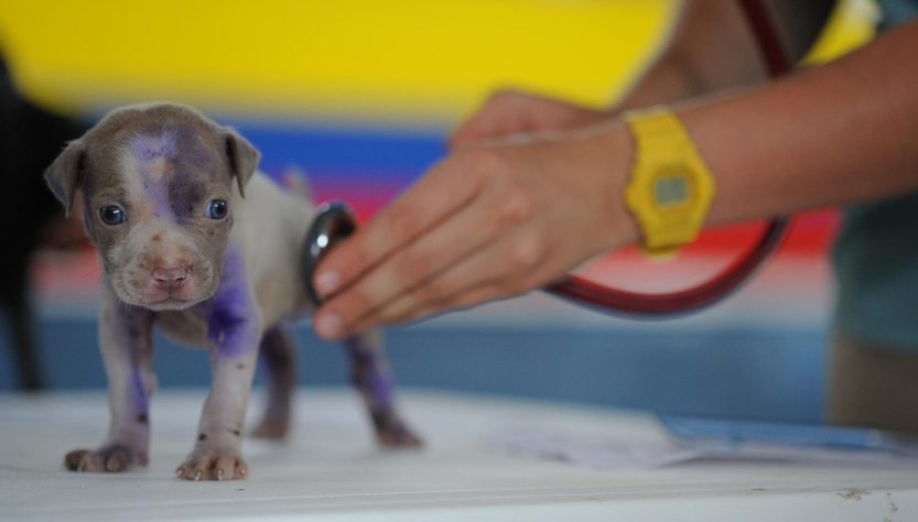 Dog, puppy, canine — Prepare for Medical School with a Bachelor of Biomedical Science