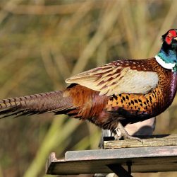 Pheasant, female, bird — The Role of a Safe Playground in Ensuring a Fair Betting Experience
