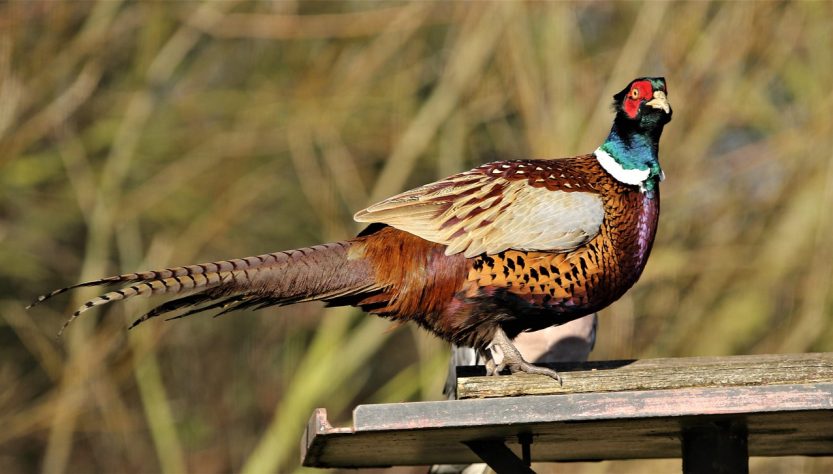 Pheasant, female, bird — The Role of a Safe Playground in Ensuring a Fair Betting Experience